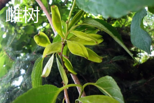 杜仲雌树与雄树有什么区别，雌树的花苞片是倒卵形、雄树的花苞片是倒卵状匙形