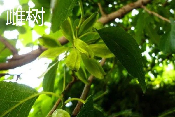 杜仲雌树与雄树有什么区别，雌树的花苞片是倒卵形、雄树的花苞片是倒卵状匙形