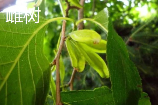 杜仲雌树与雄树有什么区别，雌树的花苞片是倒卵形、雄树的花苞片是倒卵状匙形