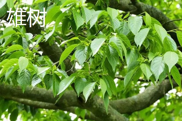 杜仲雌树与雄树有什么区别，雌树的花苞片是倒卵形、雄树的花苞片是倒卵状匙形