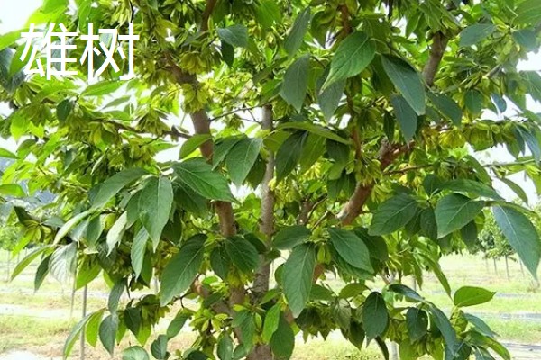 杜仲雌树与雄树有什么区别，雌树的花苞片是倒卵形、雄树的花苞片是倒卵状匙形
