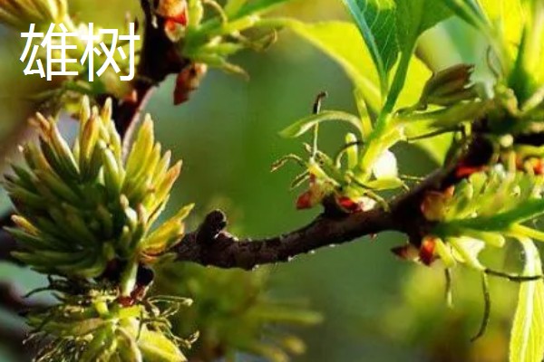 杜仲雌树与雄树有什么区别，雌树的花苞片是倒卵形、雄树的花苞片是倒卵状匙形