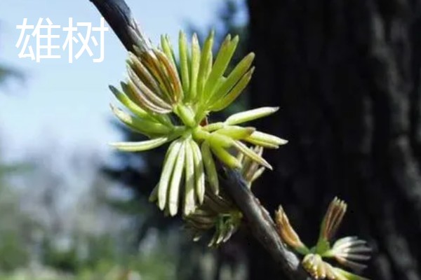杜仲雌树与雄树有什么区别，雌树的花苞片是倒卵形、雄树的花苞片是倒卵状匙形