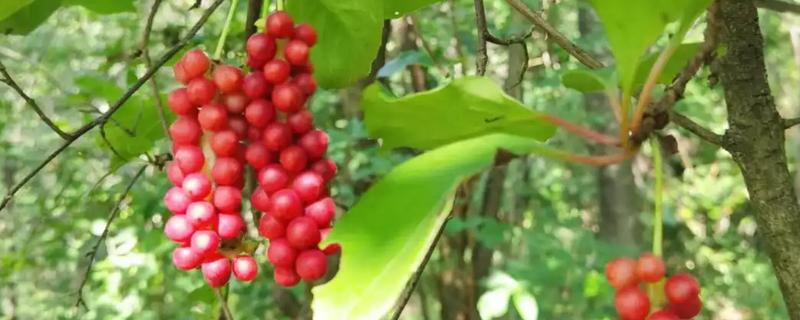 五味子简介，是落叶木质藤本植物