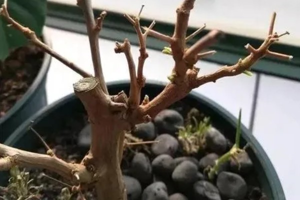 三角梅没叶子了可以栽活吗，没叶子了能栽活