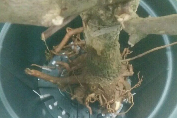 三角梅没叶子了可以栽活吗，没叶子了能栽活