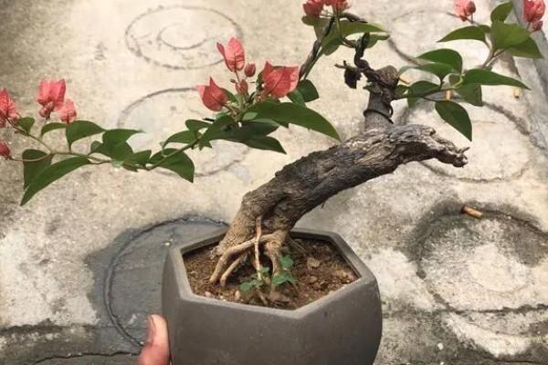 三角梅没叶子了可以栽活吗，没叶子了能栽活
