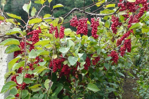 五味子简介，是落叶木质藤本植物