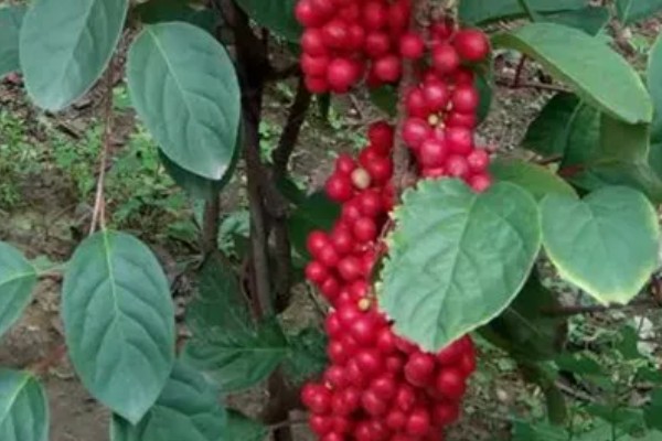 五味子简介，是落叶木质藤本植物
