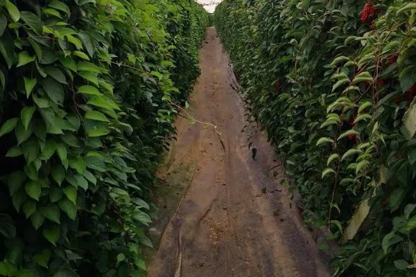 五味子简介，是落叶木质藤本植物