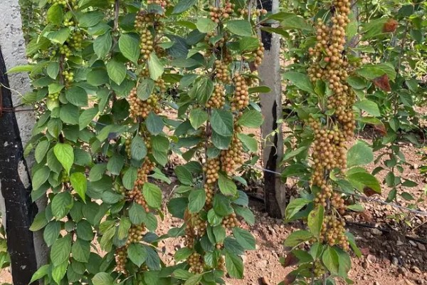 五味子简介，是落叶木质藤本植物