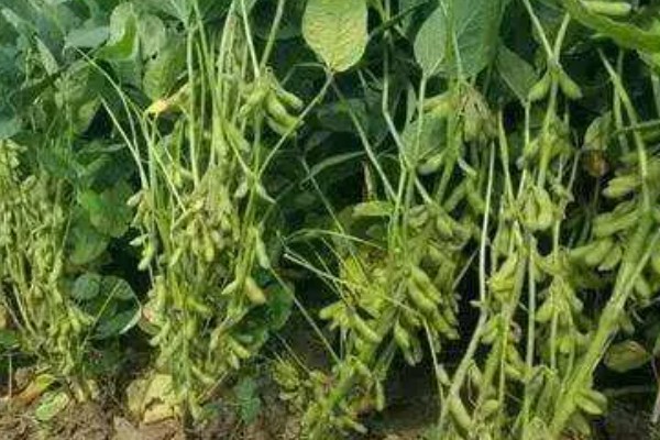 大豆的种植方法，在每年的4-5月份进行
