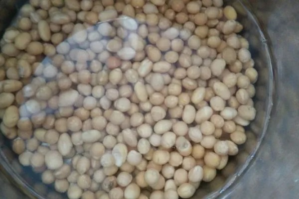 大豆的种植方法，在每年的4-5月份进行