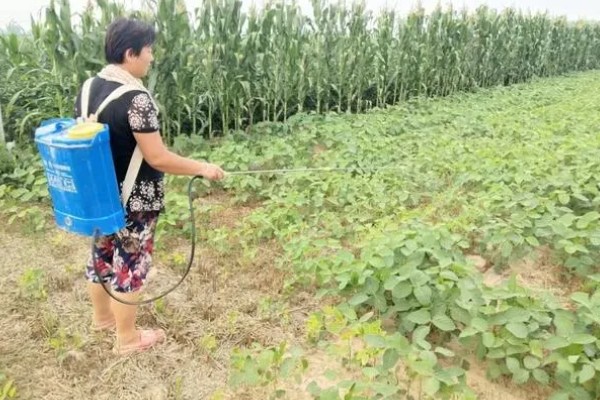 大豆的种植方法，在每年的4-5月份进行