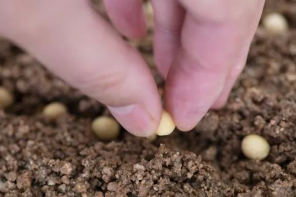 大豆的种植方法，在每年的4-5月份进行