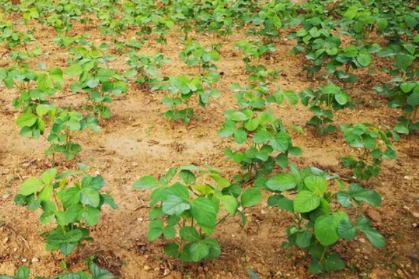 大豆的种植方法，在每年的4-5月份进行