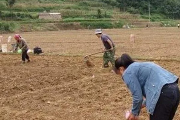 大豆的种植方法，在每年的4-5月份进行