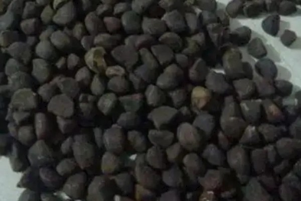 牵牛花种子的形态特征，呈卵状三棱形