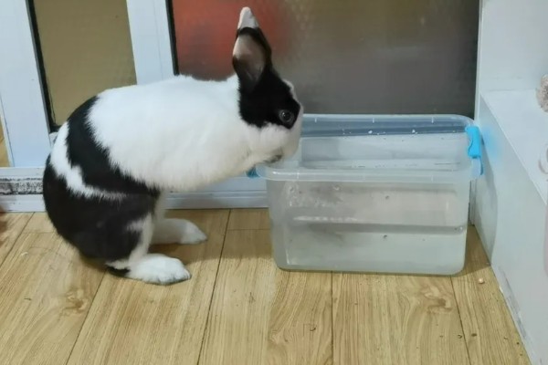兔子食欲不振的主要原因，可能是肠梗阻所致