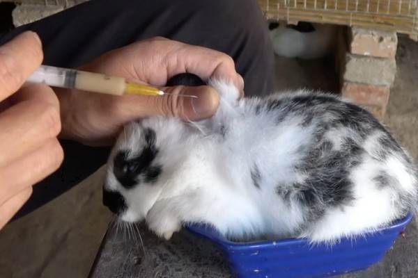 兔子食欲不振的主要原因，可能是肠梗阻所致