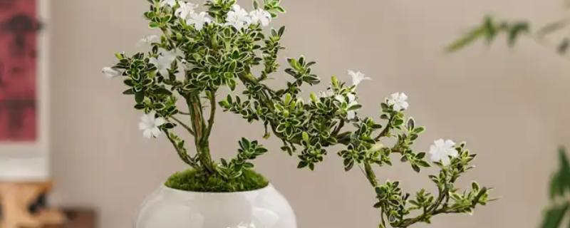 六月雪如何繁殖，以下三种方式均可采取