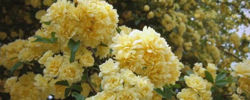 家里种木香花好吗，适合在家种植