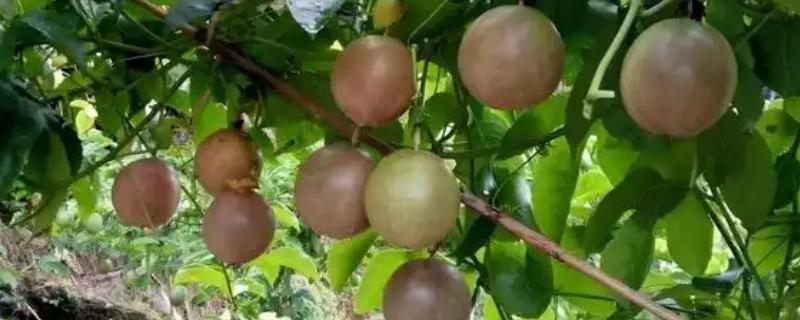 百香果在几月成熟，一般在5-10月成熟