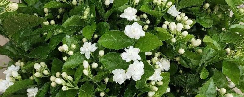 茉莉花怕冻吗，最低耐寒5℃