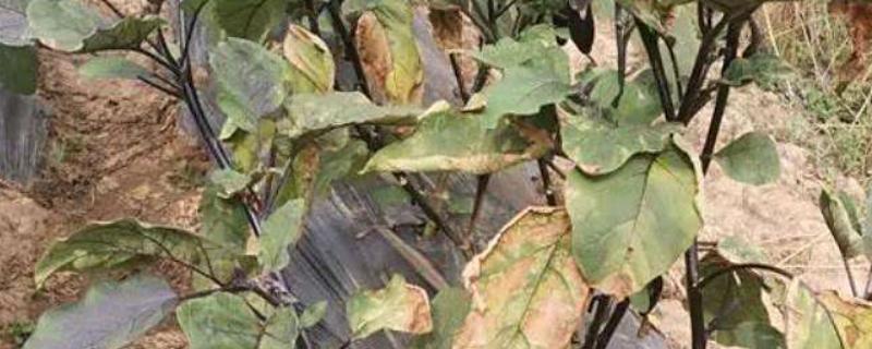 茄子枯萎病打什么药，可喷洒多菌灵