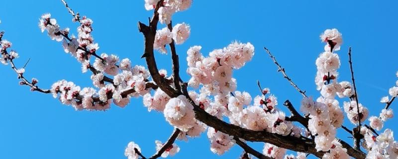 杏花桃花樱花如何区分，其花瓣和花色均不同