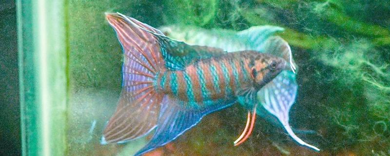 中国斗鱼会吃黑壳虾吗，中国斗鱼会吃黑壳虾