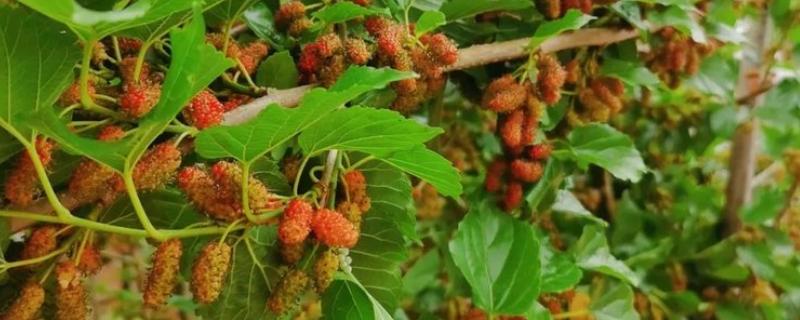 桑树和桑葚树的区别，经济价值不同