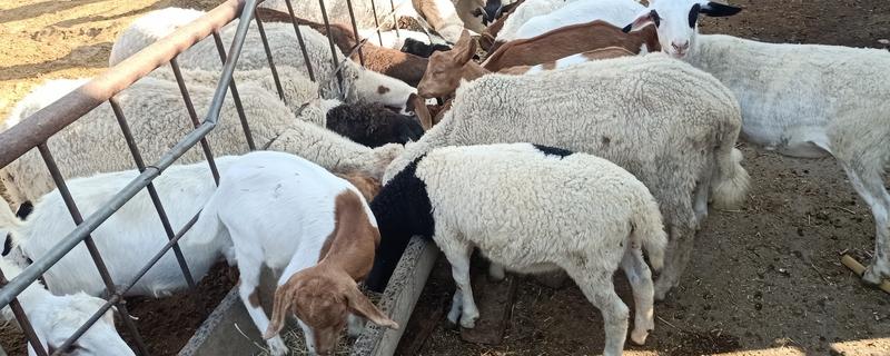 新手养羊注意事项，选择品种需谨慎