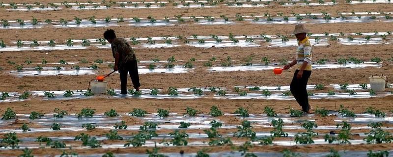 钾肥有什么用，可以促进碳水化合物和氮的代谢