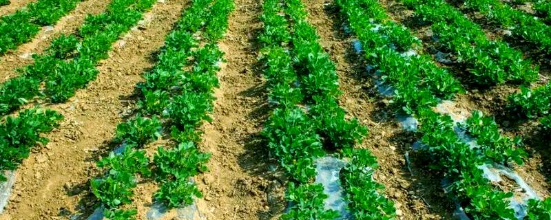 花生花期的管理技术，浇水施肥可结合病虫害防治同时进行