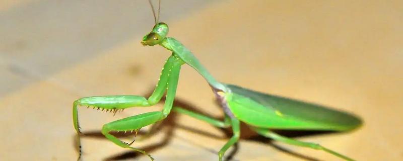 螳螂是害虫还是益虫，螳螂属于益虫