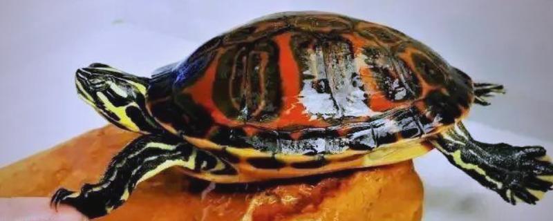 火焰龟吃小鱼吗，火焰龟吃小鱼