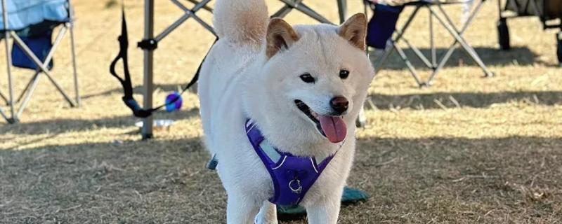 狗狗花粉过敏的症状，容易引起咳嗽、打喷嚏等