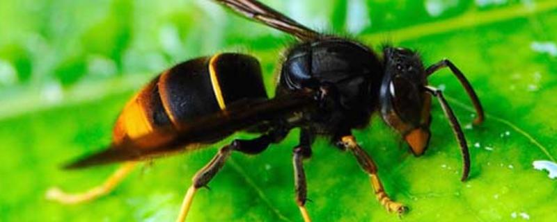 牛角蜂简介，是民间对某些胡蜂的俗称