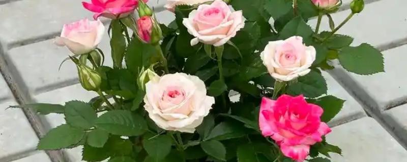 月季花如何养殖，通常以薄肥勤施原则为主