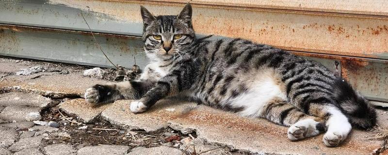 中华田园猫的品种，常见的有狸花猫、三花猫