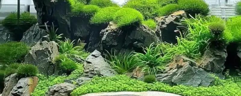 60草缸二氧化碳一秒几泡，二氧化碳一秒1-2泡就可以了