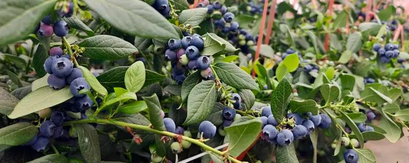 蓝莓是生长在地上还是树上，蓝莓是生长在树上的