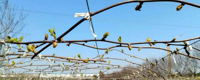 猕猴桃的打顶时间，主要集中在5-6月份