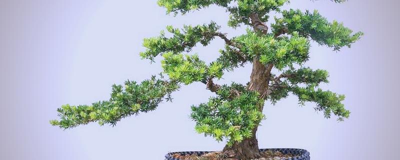 怎么养罗汉松，冬季温度不能低于10℃