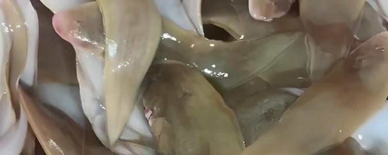 龙利鱼是不是巴沙鱼，二者并非是同一个品种