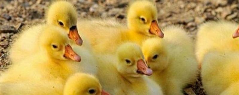 小鹅多大就不怕冷了，出生2个月后就不怕冷了