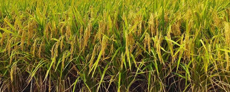 超级水稻的培育时间，在1996年