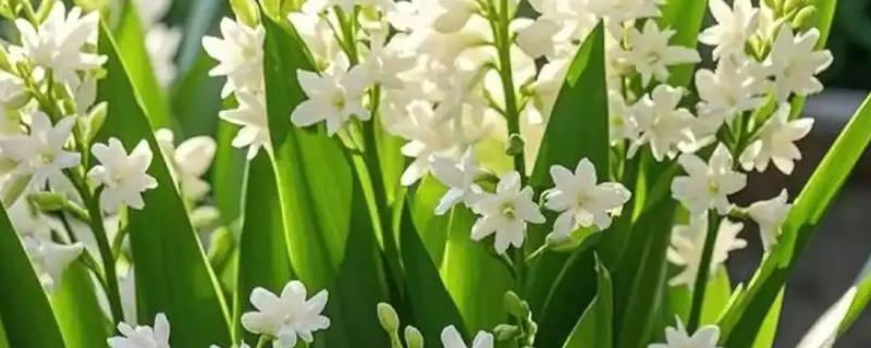 晚香玉的花语，寓意安详美好、危险的快乐等