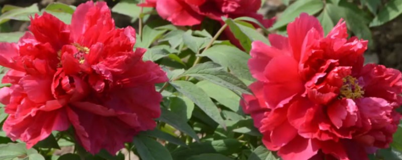 红色牡丹花品种,常见的有洛阳红、富贵红等